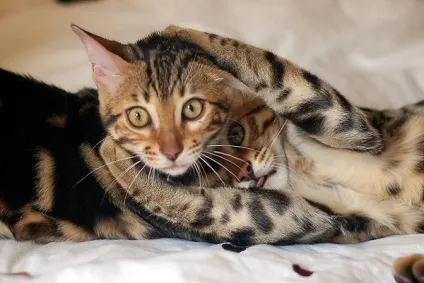 Тойгер фото тойгер кішки, історія появи тойгеров, породи кішок toyger cat, зовнішність будова (кішки) Тойгер фото тойгер кішки, історія появи тойгеров, породи кішок toyger cat, зовнішність будова