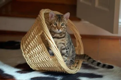Тойгер фото тойгер кішки, історія появи тойгеров, породи кішок toyger cat, зовнішність будова (тойгер) Тойгер фото тойгер кішки, історія появи тойгеров, породи кішок toyger cat, зовнішність будова