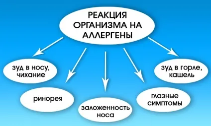 Що робити, якщо свербить в носі - лікування свербежу народними засобами (свербіння) Що робити, якщо свербить в носі - лікування свербежу народними засобами