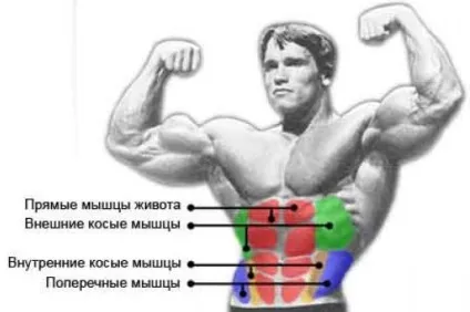 Що таке абдомінальні м'язи тренування - бодібілдинг - каталог статей - спорт і здоров'я (таке абдомінальні м'язи) Що таке абдомінальні м'язи тренування - бодібілдинг - каталог статей - спорт і здоров'я