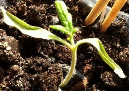 Що таке сім'ядольні листя що робити якщо жовтіють сім'ядольні листя томатів (сім'ядольні) Що таке сім'ядольні листя що робити якщо жовтіють сім'ядольні листя томатів