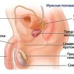 Цистит у чоловіків симптоми і лікування в домашніх умовах, дакріоцистит (лікування) Цистит у чоловіків симптоми і лікування в домашніх умовах, дакріоцистит