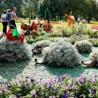 Цинерарія срібляста посадка і догляд, вирощування з насіння і живцюванням (фото квітки на клумбі) (цинерарія) Цинерарія срібляста посадка і догляд, вирощування з насіння і живцюванням (фото квітки на клумбі)