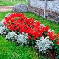 Цинерарія срібляста посадка і догляд, вирощування з насіння і живцюванням (фото квітки на клумбі) (срібляста) Цинерарія срібляста посадка і догляд, вирощування з насіння і живцюванням (фото квітки на клумбі)