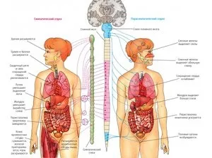 Що таке внутрішнє (висцеральное) ожиріння (торгова компанія) Що таке внутрішнє (висцеральное) ожиріння