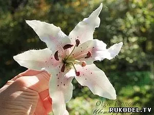 Квітка лілія з японської глини deco - квіти з полімерної глини - полімерна глина - каталог статей (глини) Квітка лілія з японської глини deco - квіти з полімерної глини - полімерна глина - каталог статей