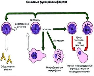 Цитотоксичні Т-клітини