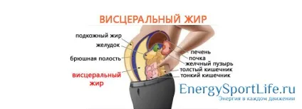 Що таке вісцеральний жир і як позбутися від живота (вісцеральний внутрішній жир) Що таке вісцеральний жир і як позбутися від живота