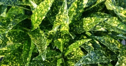 Квітка аукуба японська - догляд в домашніх умовах (умовах) Квітка аукуба японська - догляд в домашніх умовах