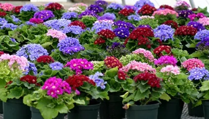 Цинерарія вирощування з насіння (вирощування) Цинерарія вирощування з насіння