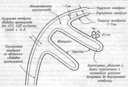Цитоплазма, органели і їх основні функції (рибосоми) Цитоплазма, органели і їх основні функції