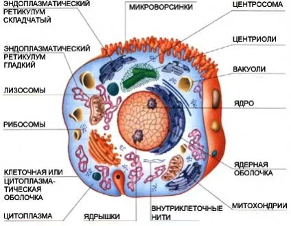 Цитоплазма, органели і їх основні функції (органели) Цитоплазма, органели і їх основні функції