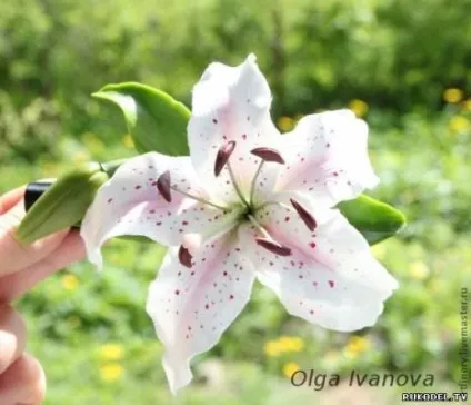 Квітка лілія з японської глини deco - квіти з полімерної глини - полімерна глина - каталог статей (лілія) Квітка лілія з японської глини deco - квіти з полімерної глини - полімерна глина - каталог статей