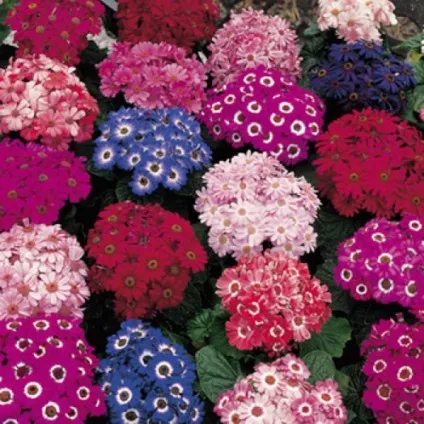 Квіти цинерарія сорти, посадка і догляд при вирощуванні з насіння (квіти) Квіти цинерарія сорти, посадка і догляд при вирощуванні з насіння