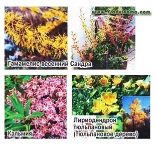 Декоративні чагарники для північних, холодних регіонів, сайт про сад, дачі і кімнатних рослинах (сад) Декоративні чагарники для північних, холодних регіонів, сайт про сад, дачі і кімнатних рослинах