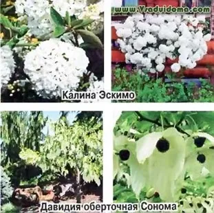 Декоративні чагарники для північних, холодних регіонів, сайт про сад, дачі і кімнатних рослинах (огляд) Декоративні чагарники для північних, холодних регіонів, сайт про сад, дачі і кімнатних рослинах