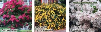 Декоративні чагарники для північних, холодних регіонів, сайт про сад, дачі і кімнатних рослинах (регіонів) Декоративні чагарники для північних, холодних регіонів, сайт про сад, дачі і кімнатних рослинах