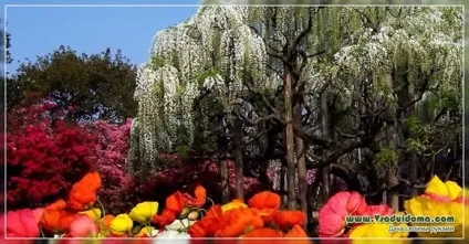 Кольоротерапія на дачі - який колір від чого, сайт про сад, дачі і кімнатних рослинах (кольоротерапія) Кольоротерапія на дачі - який колір від чого, сайт про сад, дачі і кімнатних рослинах