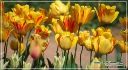 Кольоротерапія на дачі - який колір від чого, сайт про сад, дачі і кімнатних рослинах (фото) Кольоротерапія на дачі - який колір від чого, сайт про сад, дачі і кімнатних рослинах