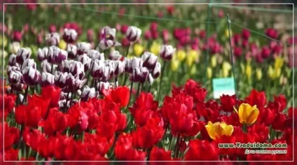 Кольоротерапія на дачі - який колір від чого, сайт про сад, дачі і кімнатних рослинах (дачі) Кольоротерапія на дачі - який колір від чого, сайт про сад, дачі і кімнатних рослинах