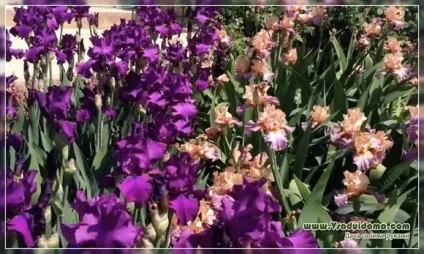 Кольоротерапія на дачі - який колір від чого, сайт про сад, дачі і кімнатних рослинах (квітник) Кольоротерапія на дачі - який колір від чого, сайт про сад, дачі і кімнатних рослинах
