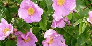 Дерева і чагарники, каталог садових рослин (опушені) Дерева і чагарники, каталог садових рослин