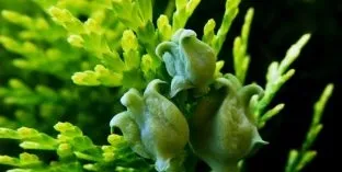 Дерева і чагарники, каталог садових рослин (кучеряве) Дерева і чагарники, каталог садових рослин