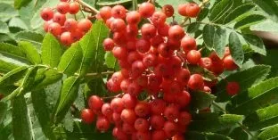 Дерева і чагарники, каталог садових рослин (рослини-подушки) Дерева і чагарники, каталог садових рослин