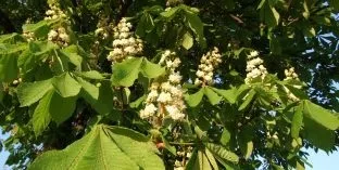 Дерева і чагарники, каталог садових рослин (плакучі форми) Дерева і чагарники, каталог садових рослин