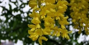 Дерева і чагарники, каталог садових рослин (розоцветние) Дерева і чагарники, каталог садових рослин
