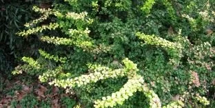 Дерева і чагарники, каталог садових рослин (соснові) Дерева і чагарники, каталог садових рослин