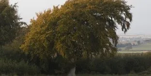 Дерева і чагарники, каталог садових рослин (вересові) Дерева і чагарники, каталог садових рослин
