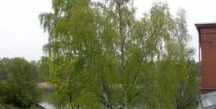 Дерева і чагарники, каталог садових рослин (плакучі форми) Дерева і чагарники, каталог садових рослин