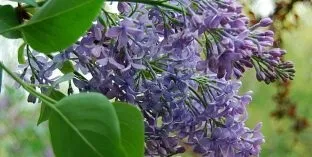 Дерева і чагарники, каталог садових рослин (плакучі форми) Дерева і чагарники, каталог садових рослин