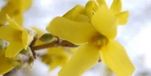Дерева і чагарники, каталог садових рослин (буддлеевие) Дерева і чагарники, каталог садових рослин
