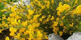 Дерева і чагарники, каталог садових рослин (кучеряве) Дерева і чагарники, каталог садових рослин