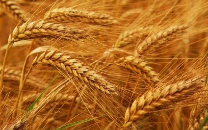 Десять найбільших сільськогосподарських країн світу (продукції сільського господарства) Десять найбільших сільськогосподарських країн світу