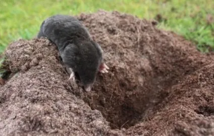 діти кротів