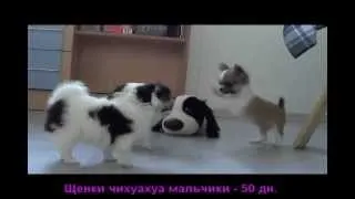 Довгошерстий чихуахуа фото, опис породи (породи) Довгошерстий чихуахуа фото, опис породи