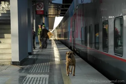 Дорога в адлер - джерело гарного настрою (поїзда) Дорога в адлер - джерело гарного настрою