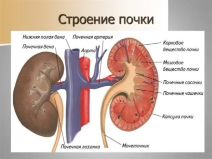 Для чого потрібні нирки людині і які функції виконують (функції) Для чого потрібні нирки людині і які функції виконують