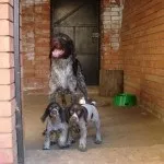 Дратхаар - повний огляд цієї породи собак (цієї) Дратхаар - повний огляд цієї породи собак
