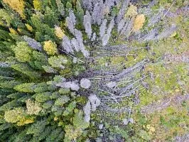 Двінська тайга ліс, який ми - втрачаємо - national geographic Україна (малонарушеннимі лісової території) Двінська тайга ліс, який ми - втрачаємо - national geographic Україна