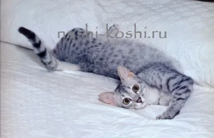 Єгипетська мау - фото, кішки, кошенята, ціна, купити, все про кішок (ціна) Єгипетська мау - фото, кішки, кошенята, ціна, купити, все про кішок