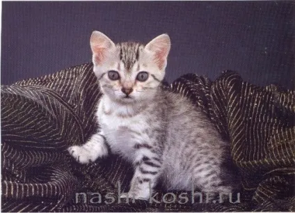 Єгипетська мау - фото, кішки, кошенята, ціна, купити, все про кішок (купити) Єгипетська мау - фото, кішки, кошенята, ціна, купити, все про кішок