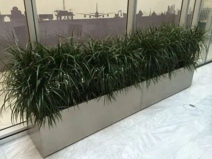 Драцена маргината - догляд в домашніх умовах, пересадка, розмноження, фото, драцена облямована