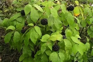 Елеутерокок для потенції