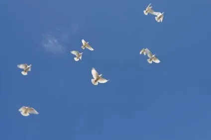 Це історія про те, чому голуб є символом миру і любові