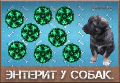 Ентерит у собак симптоми, лікування, харчування, догляд (ентерит) Ентерит у собак симптоми, лікування, харчування, догляд