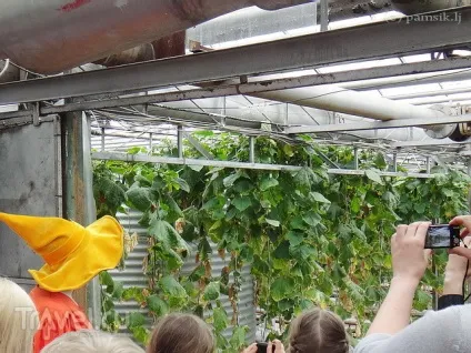 Екскурсія в теплиці агрокомбінату московський (агрокомбінату) Екскурсія в теплиці агрокомбінату московський
